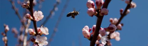 aprilis1
